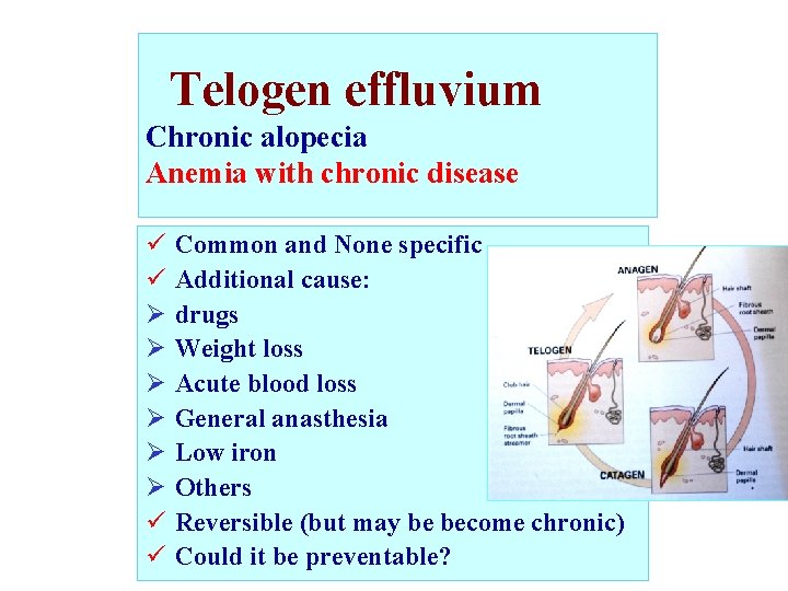 Telogen effluvium Chronic alopecia Anemia with chronic disease ü ü Ø Ø Ø ü