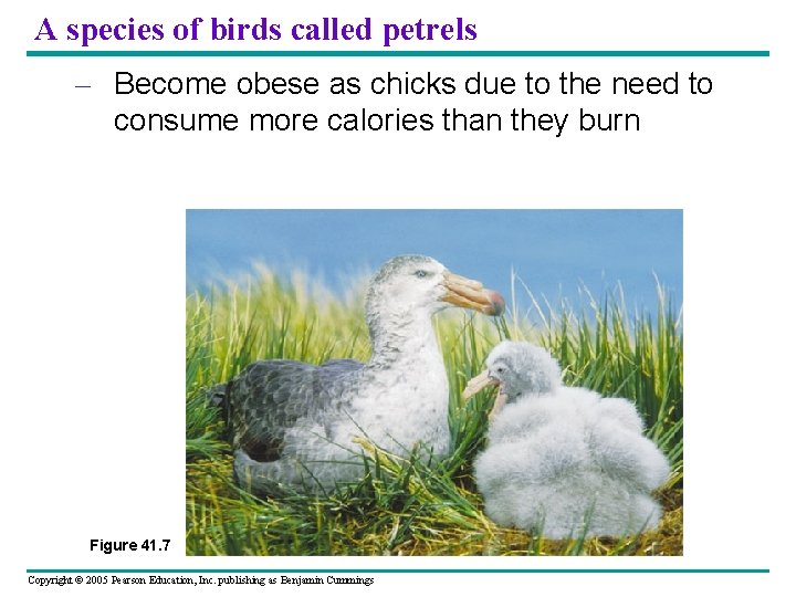 A species of birds called petrels – Become obese as chicks due to the