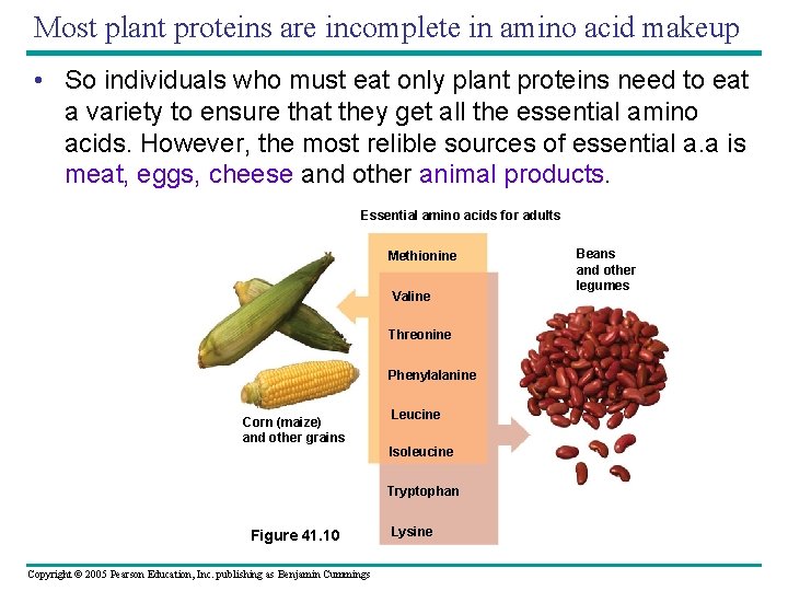 Most plant proteins are incomplete in amino acid makeup • So individuals who must