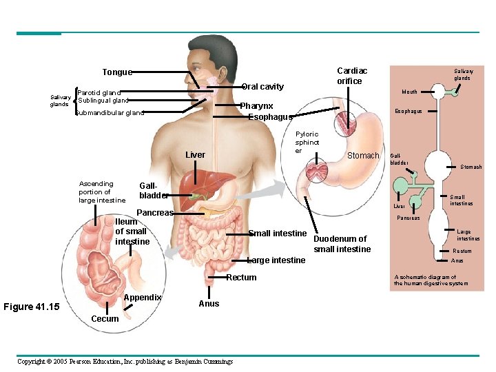 Cardiac orifice Tongue Salivary glands Oral cavity Parotid gland Sublingual gland Esophagus Pyloric sphinct