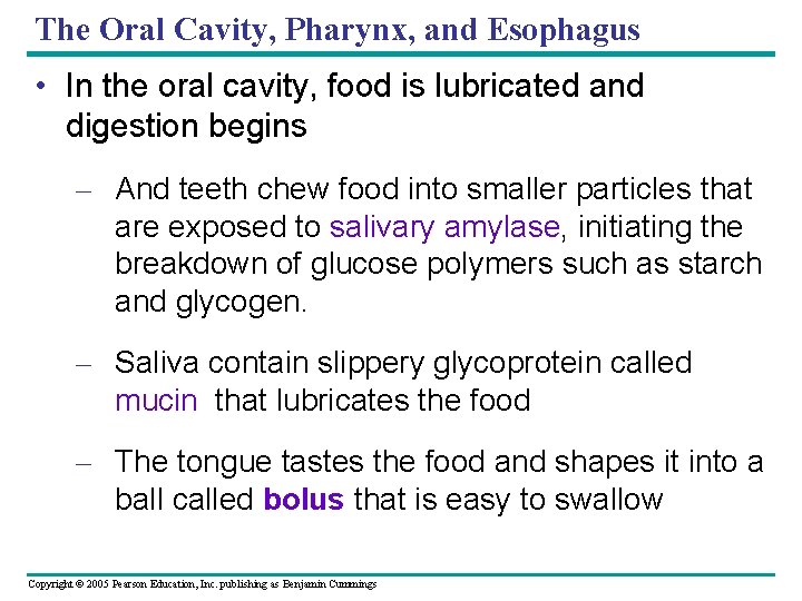 The Oral Cavity, Pharynx, and Esophagus • In the oral cavity, food is lubricated