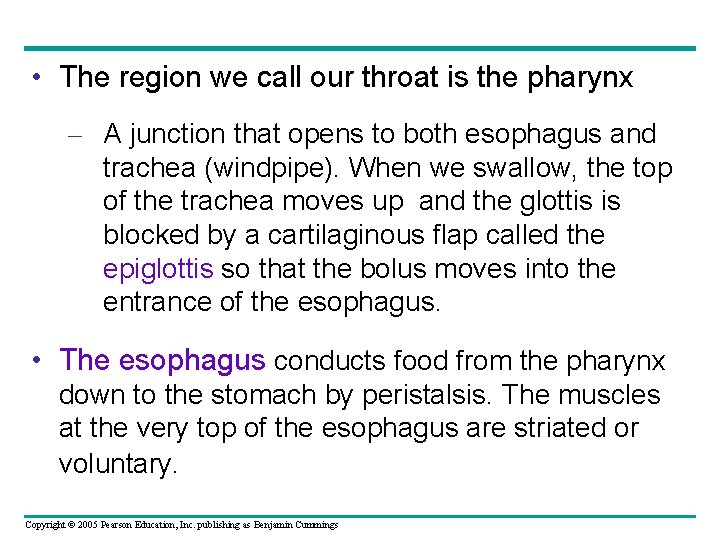  • The region we call our throat is the pharynx – A junction