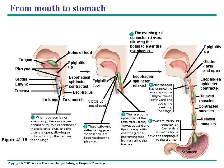 From mouth to stomach The esophageal sphincter relaxes, allowing the bolus to enter the