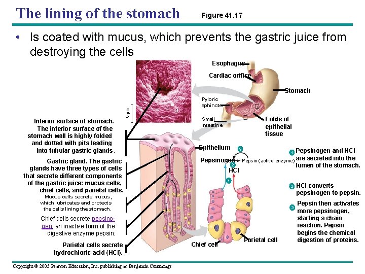 The lining of the stomach Figure 41. 17 • Is coated with mucus, which