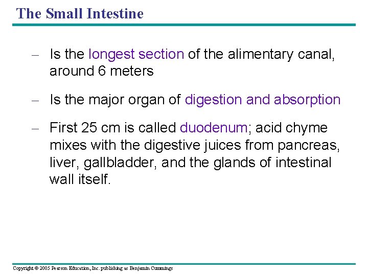 The Small Intestine – Is the longest section of the alimentary canal, around 6