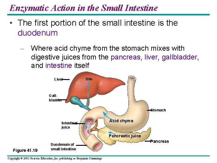 Enzymatic Action in the Small Intestine • The first portion of the small intestine