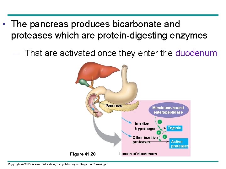 • The pancreas produces bicarbonate and proteases which are protein-digesting enzymes – That