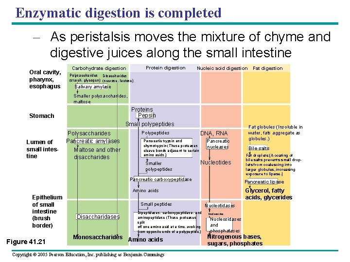 Enzymatic digestion is completed – As peristalsis moves the mixture of chyme and digestive