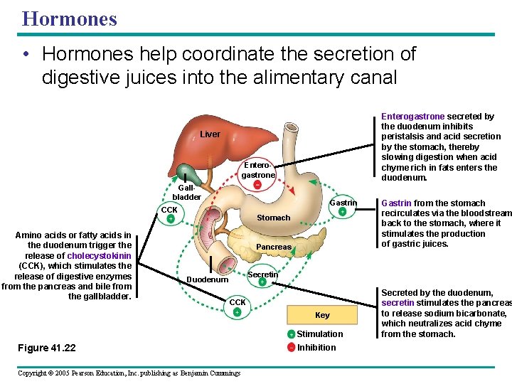 Hormones • Hormones help coordinate the secretion of digestive juices into the alimentary canal