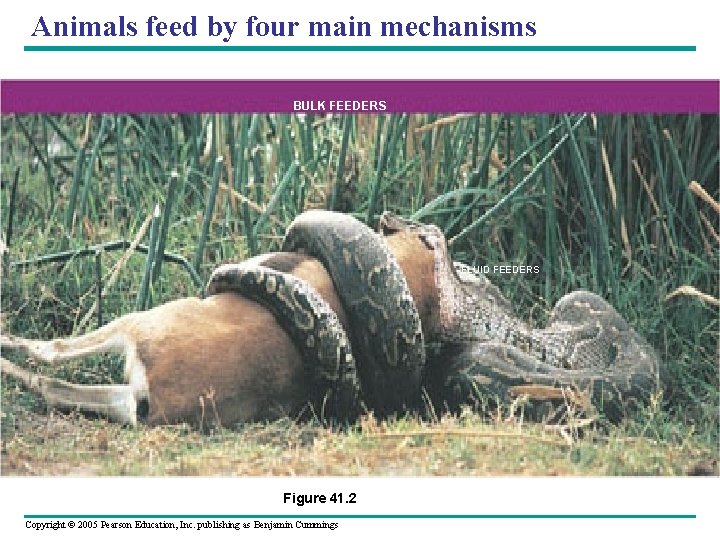 Animals feed by four main mechanisms BULK FEEDERS SUSPENSION FEEDERS SUBSTRATE FEEDERS FLUID FEEDERS