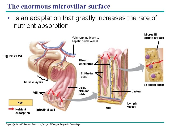 The enormous microvillar surface • Is an adaptation that greatly increases the rate of