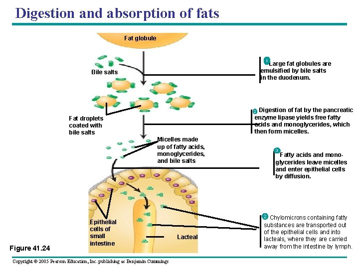 Digestion and absorption of fats Fat globule 1 Large fat globules are emulsified by