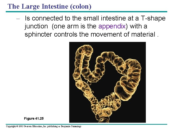 The Large Intestine (colon) – Is connected to the small intestine at a T-shape