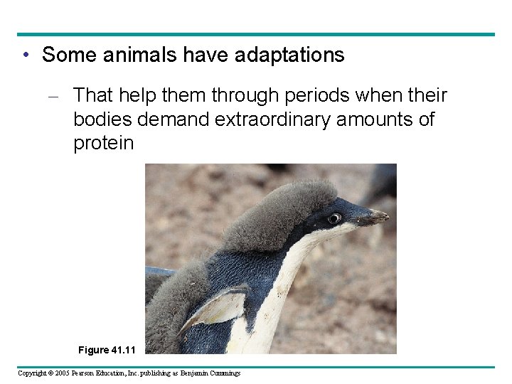  • Some animals have adaptations – That help them through periods when their