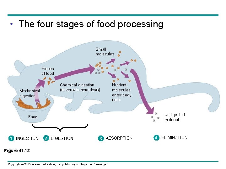  • The four stages of food processing Small molecules Pieces of food Mechanical