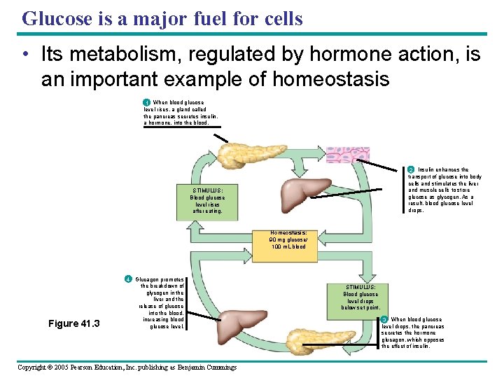 Glucose is a major fuel for cells • Its metabolism, regulated by hormone action,