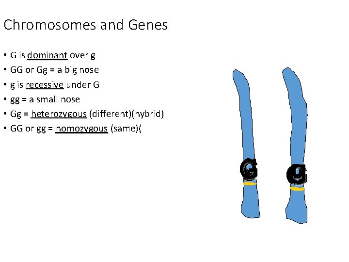 Chromosomes and Genes • G is dominant over g dominant • GG or Gg