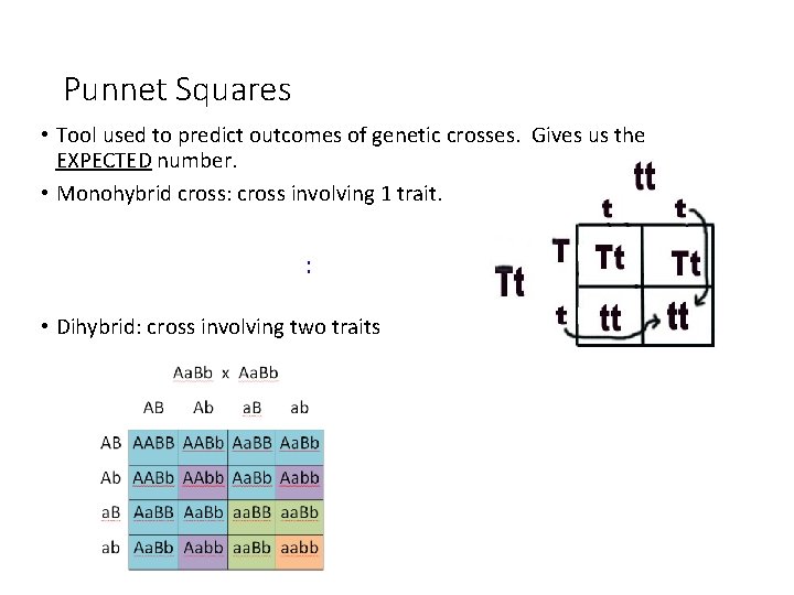 Punnet Squares • Tool used to predict outcomes of genetic crosses. Gives us the