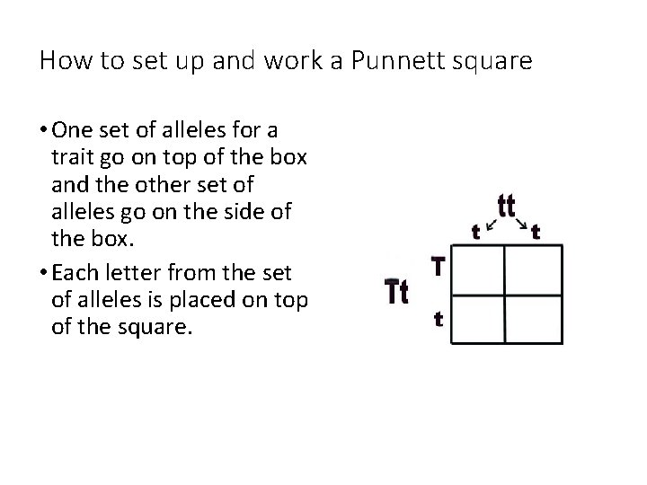 How to set up and work a Punnett square • One set of alleles