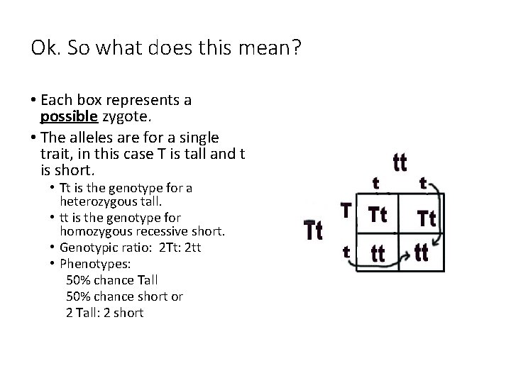 Ok. So what does this mean? • Each box represents a possible zygote. •