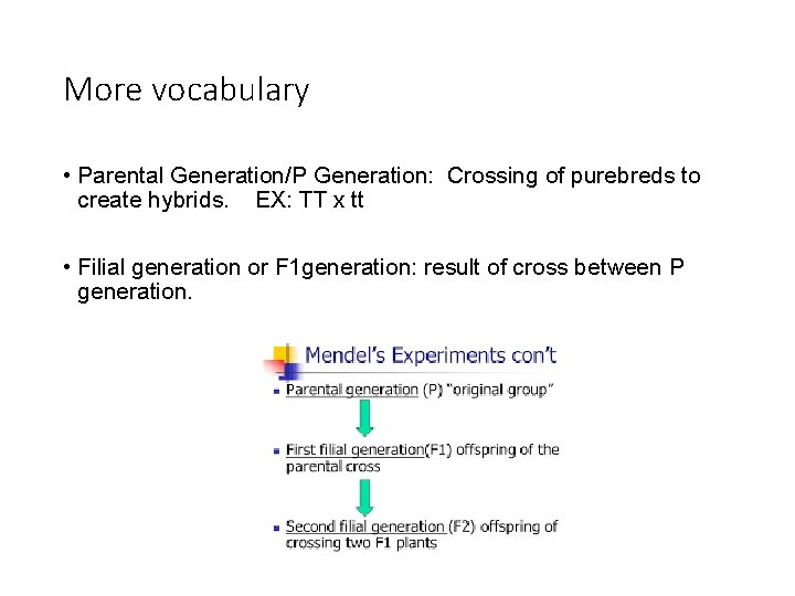 More vocabulary • Parental Generation/P Generation: Crossing of purebreds to create hybrids. EX: TT