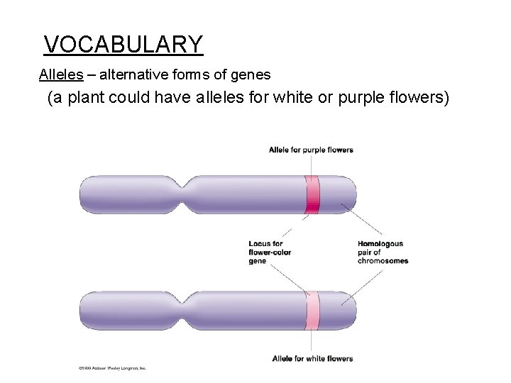 VOCABULARY Alleles – alternative forms of genes (a plant could have alleles for white