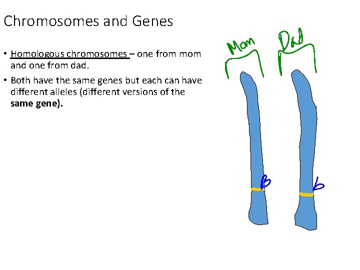 Chromosomes and Genes • Homologous chromosomes – one from mom and one from dad.