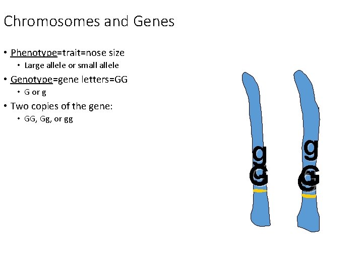 Chromosomes and Genes • Phenotype=trait=nose size Phenotype • Large allele or small allele •