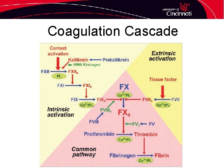 Coagulation Cascade 