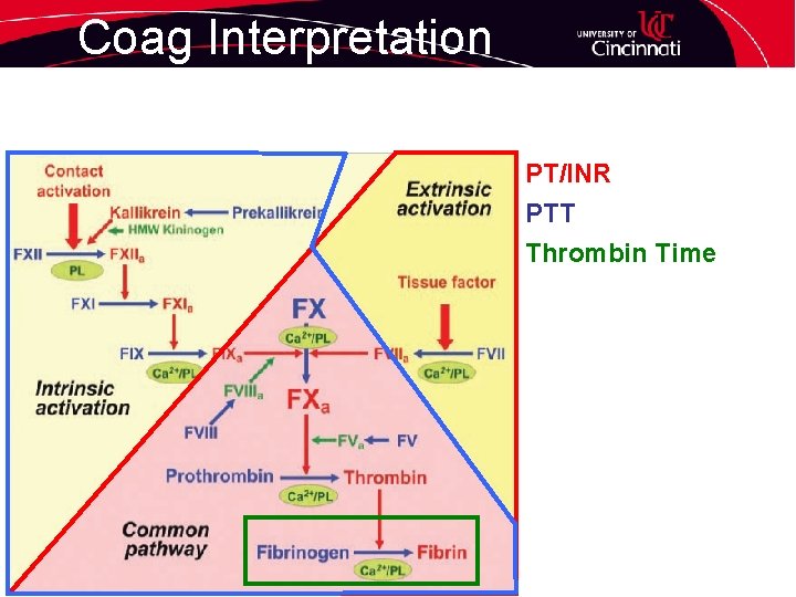 Coag Interpretation PT/INR PTT Thrombin Time 