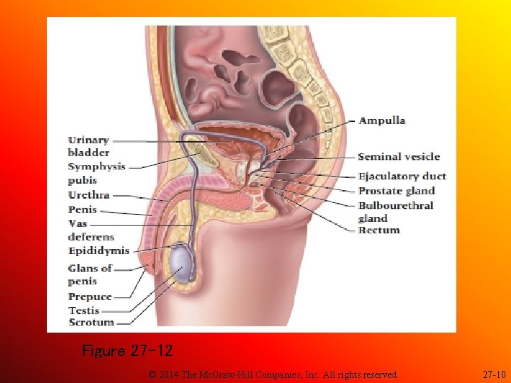 Figure 27 -12 © 2014 The Mc. Graw-Hill Companies, Inc. All rights reserved. 27