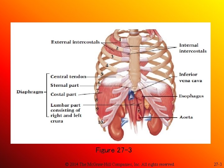 Figure 27 -3 © 2014 The Mc. Graw-Hill Companies, Inc. All rights reserved. 27