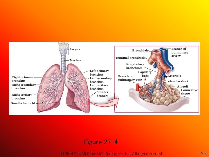 Figure 27 -4 © 2014 The Mc. Graw-Hill Companies, Inc. All rights reserved. 27