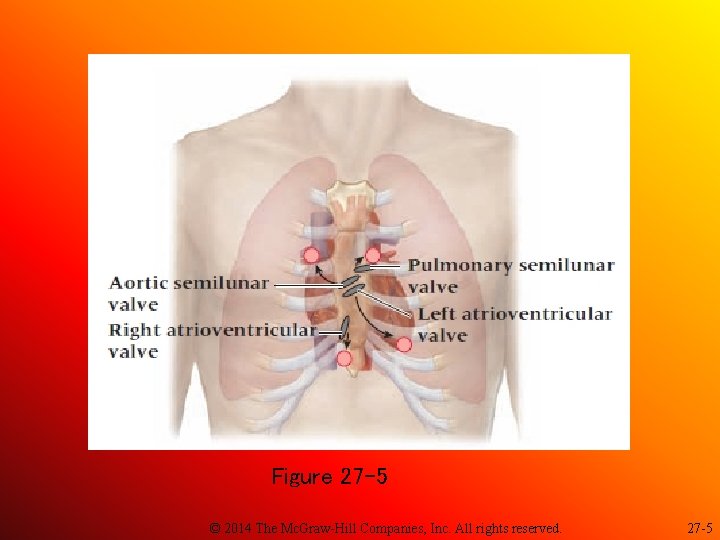 Figure 27 -5 © 2014 The Mc. Graw-Hill Companies, Inc. All rights reserved. 27