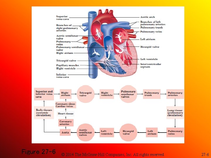 Figure 27 -6 © 2014 The Mc. Graw-Hill Companies, Inc. All rights reserved. 27