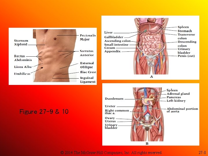 Figure 27 -9 & 10 © 2014 The Mc. Graw-Hill Companies, Inc. All rights