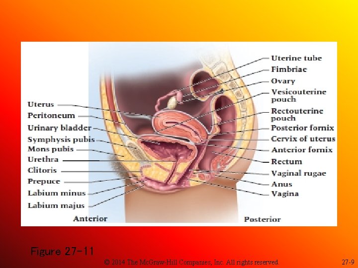 Figure 27 -11 © 2014 The Mc. Graw-Hill Companies, Inc. All rights reserved. 27