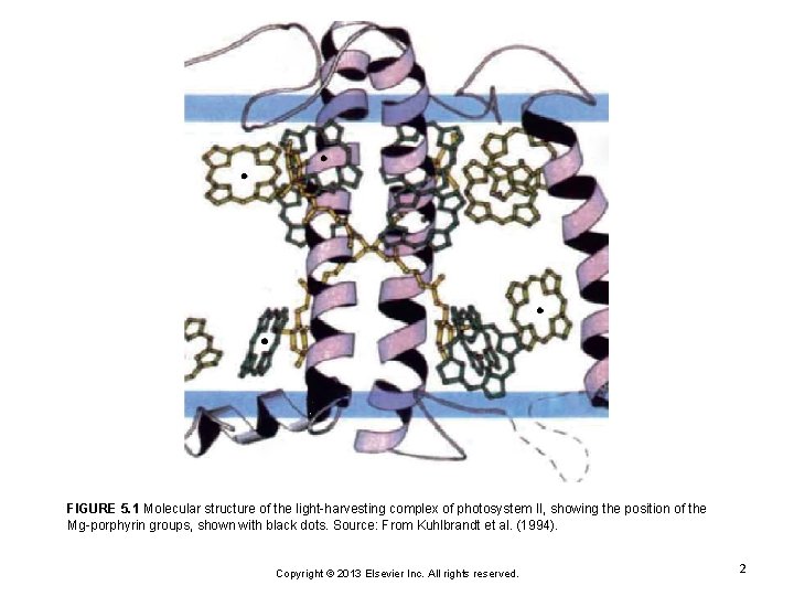 FIGURE 5. 1 Molecular structure of the light-harvesting complex of photosystem II, showing the