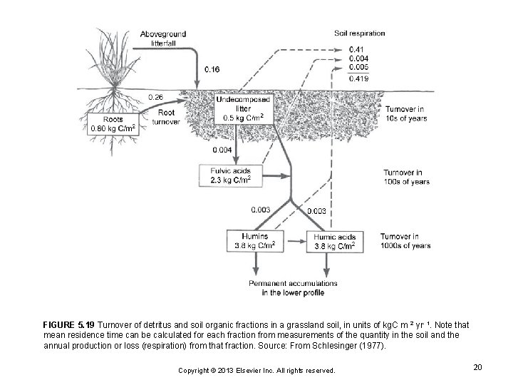 FIGURE 5. 19 Turnover of detritus and soil organic fractions in a grassland soil,