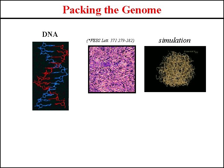 Packing the Genome DNA (*FEBS Lett. 371: 279 -282) simulation 