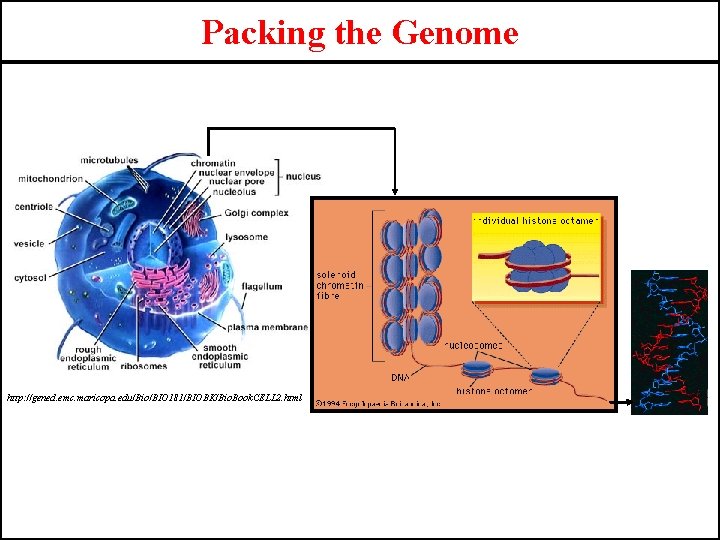 Packing the Genome http: //gened. emc. maricopa. edu/Bio/BIO 181/BIOBK/Bio. Book. CELL 2. html 