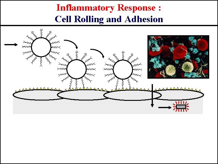 Inflammatory Response : Cell Rolling and Adhesion 