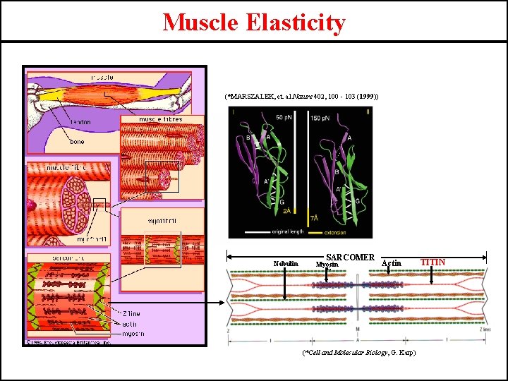 Muscle Elasticity (*MARSZALEK, et. al Nature 402, 100 - 103 (1999)) Nebulin SARCOMER Actin