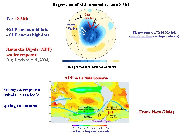 Regression of SLP anomalies onto SAM Less AM Sea Ice For +SAM: +SLP anoms