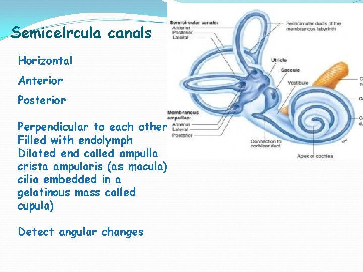 Semicelrcula canals Horizontal Anterior Posterior Perpendicular to each other Filled with endolymph Dilated end