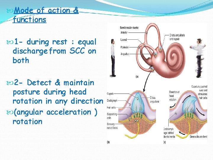  Mode of action & functions 1 - during rest : equal discharge from