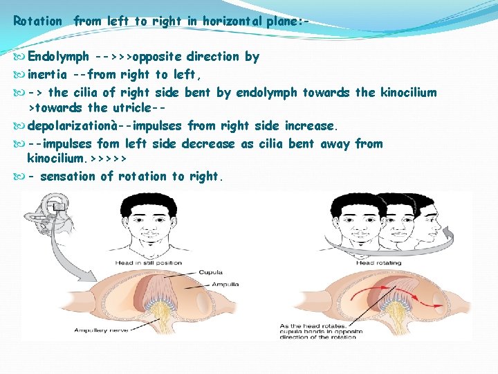 Rotation from left to right in horizontal plane: Endolymph -->>>opposite direction by inertia --from