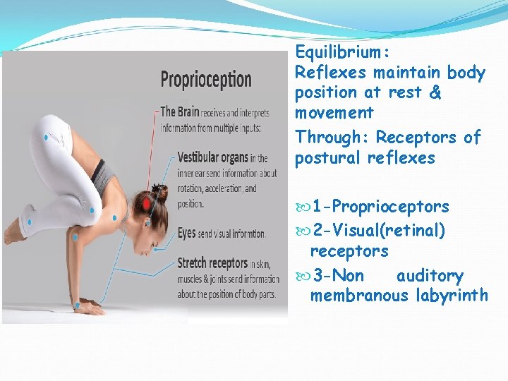 Equilibrium: Reflexes maintain body position at rest & movement Through: Receptors of postural reflexes