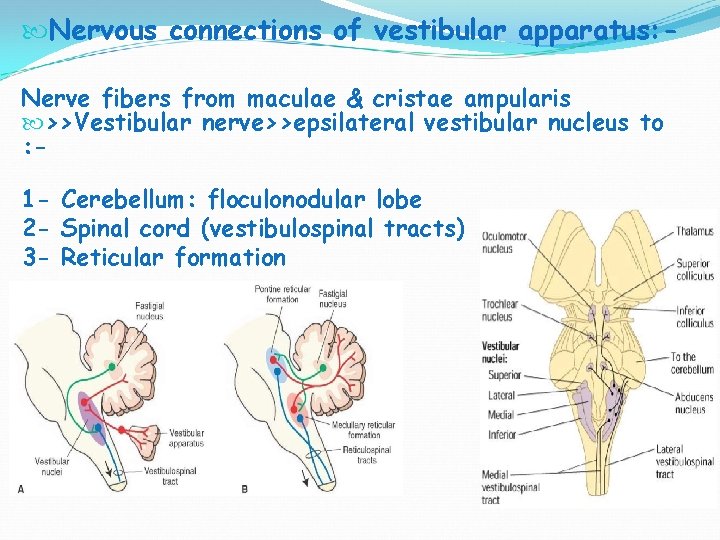  Nervous connections of vestibular apparatus: Nerve fibers from maculae & cristae ampularis >>Vestibular