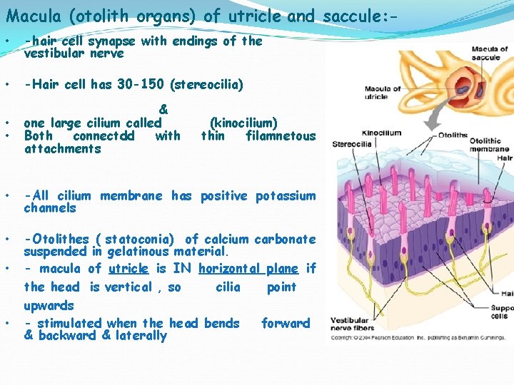 Macula (otolith organs) of utricle and saccule: • -hair cell synapse with endings of